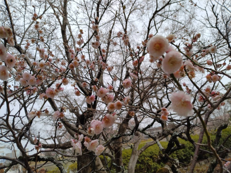 ☆梅の花☆