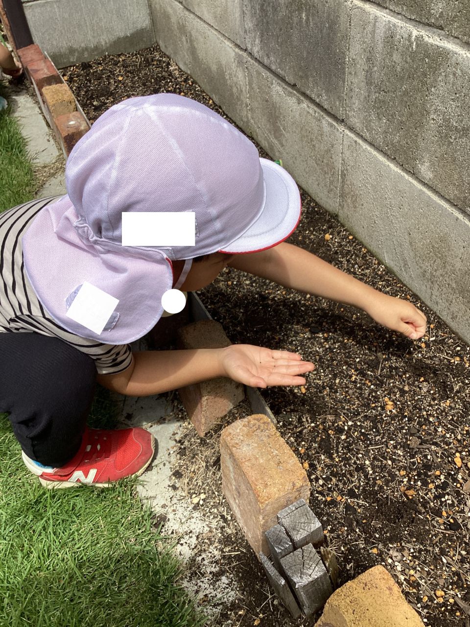 ダリアと二十日大根を植えたよ！