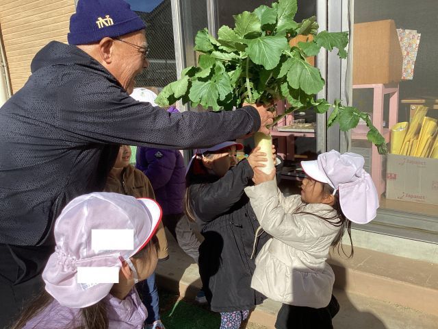 かぶと大根を収穫したよ！