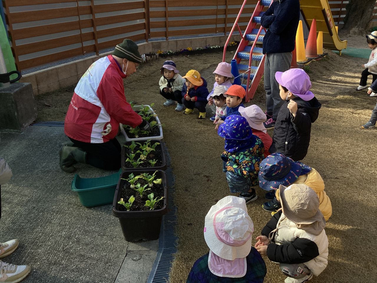 カブを収穫したよ！