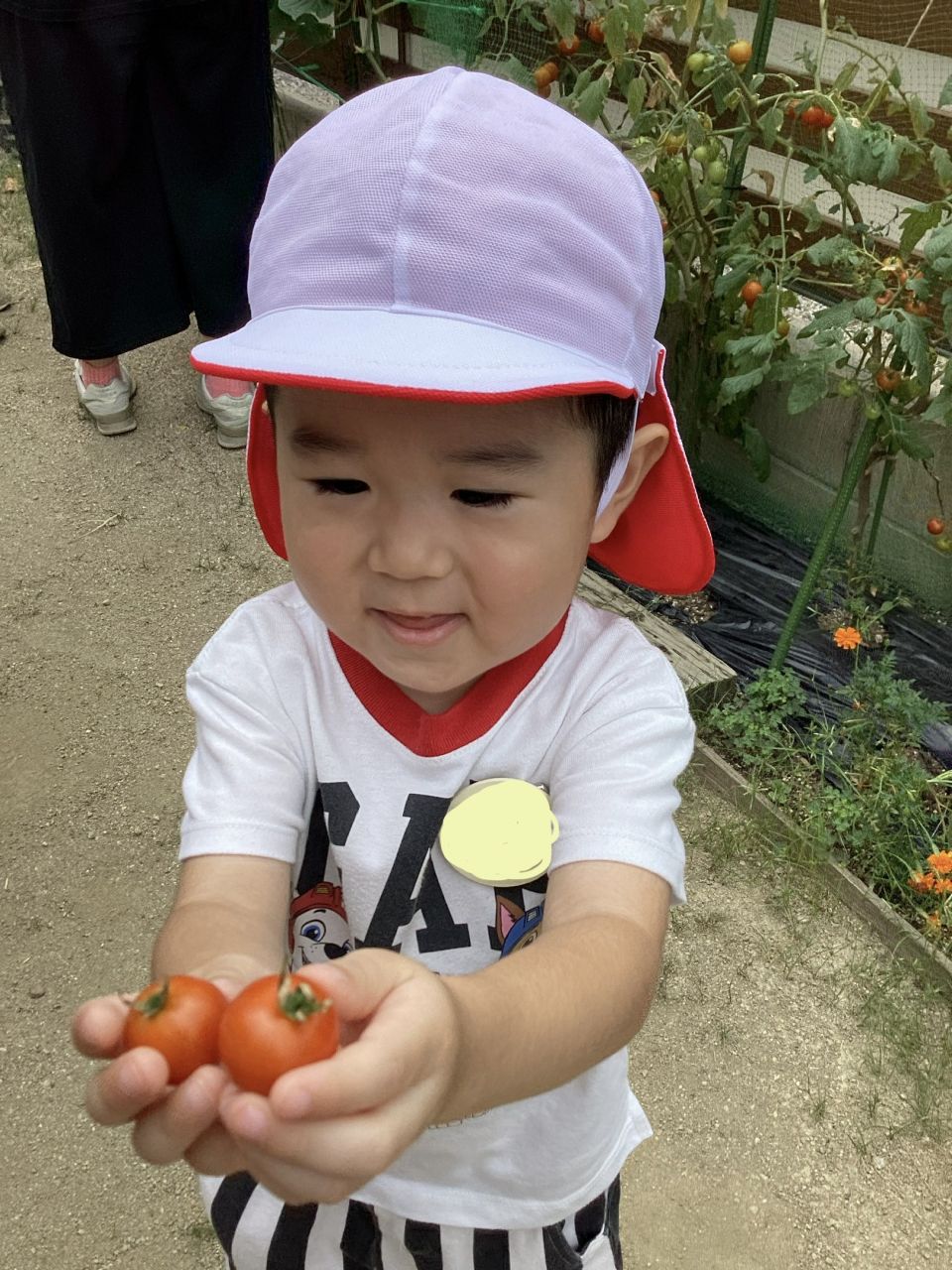 トマトがとれたよ！
