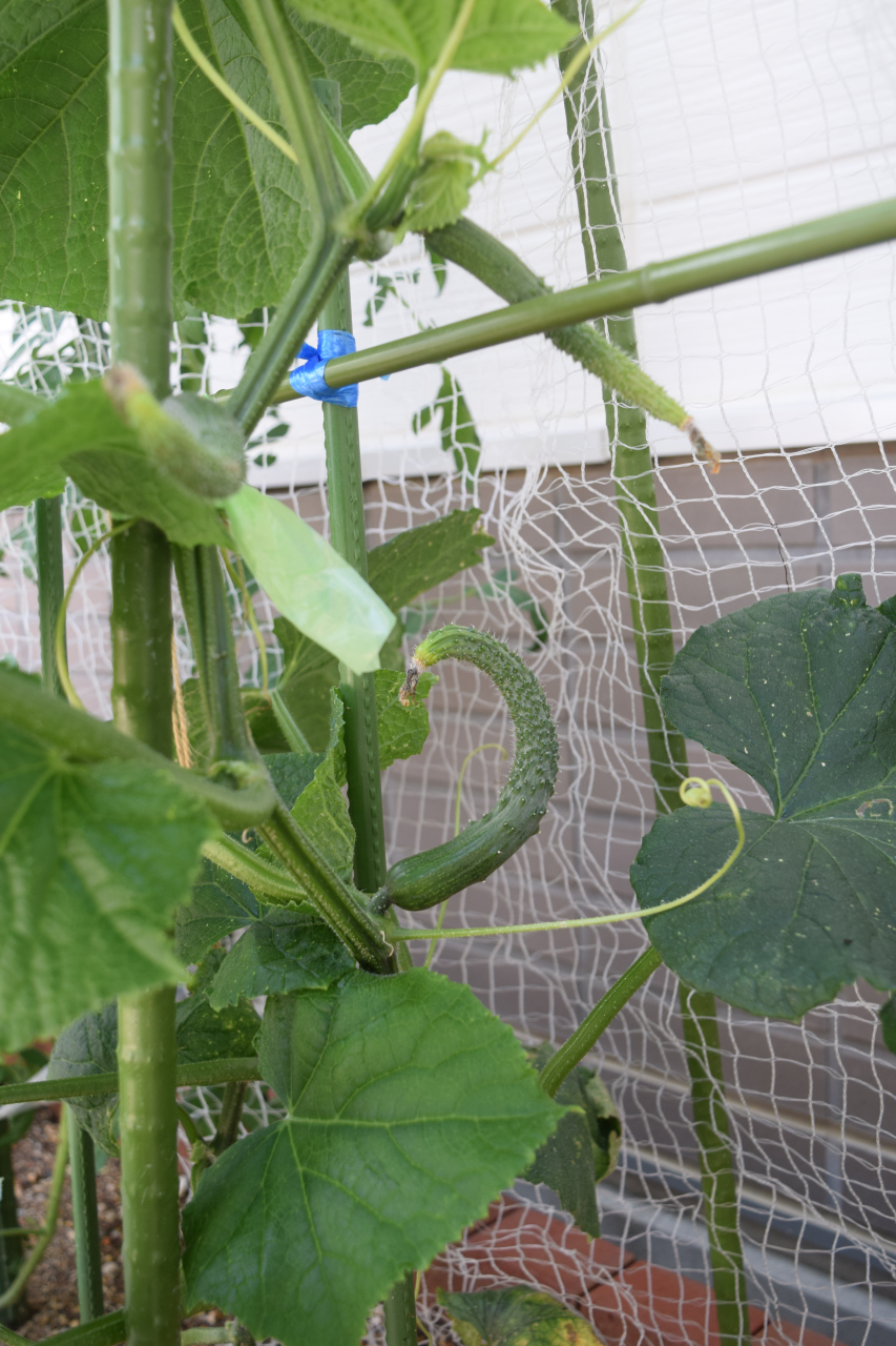 ４歳児ばらぐみのきゅうり🥒