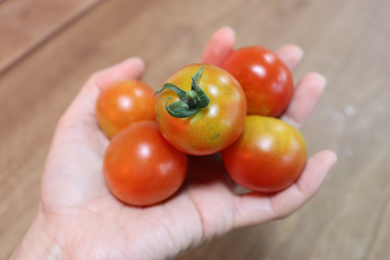 さくらぐみのミニトマト🍅とすみれぐみのさつまいも🍠