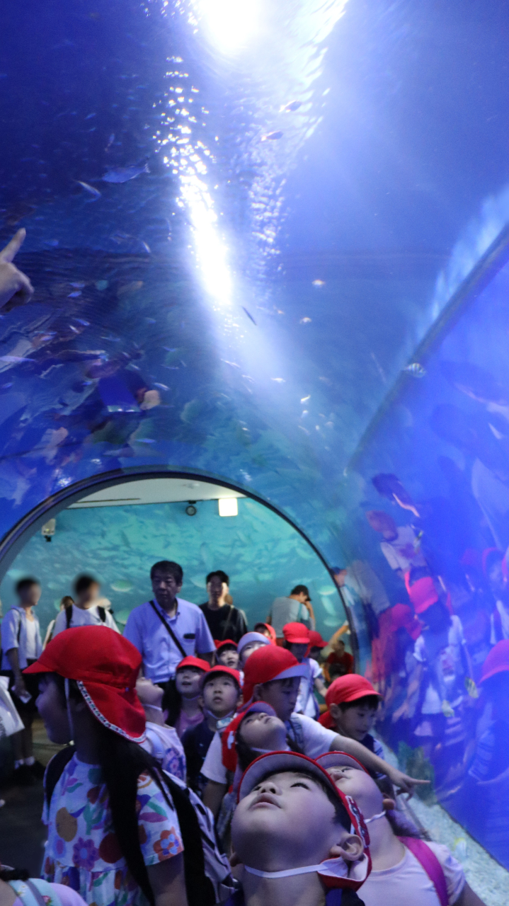 🦈🦀🐡５歳児ゆりぐみの海遊館🐟🐬🐧