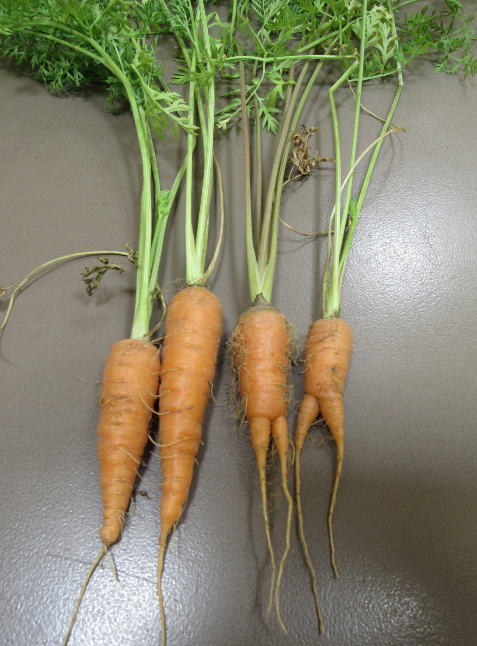 すっぽーーん！人参の収穫🥕